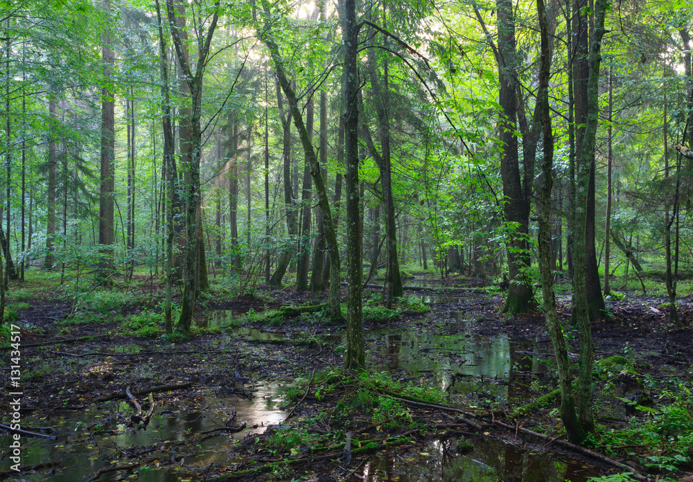 Fototapeta premium Early morning in deciduous stand in mist