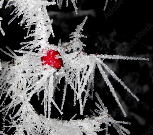 Tree covered with hoar frost close-up, hoar frost covered hawthorn berry at winter forest