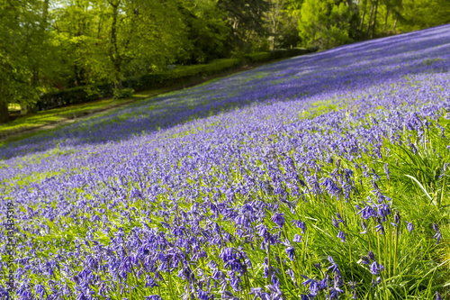 Carpet of bluebells  Malvern Hills  Worcestershire  UK