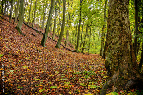 Jesienny las w Łagowie przy zamku, woj. Lubuskie. © OtiS