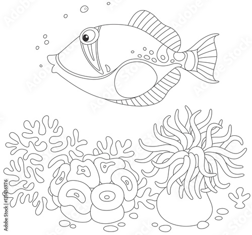 Trigger fish swimming over an actinia and corals