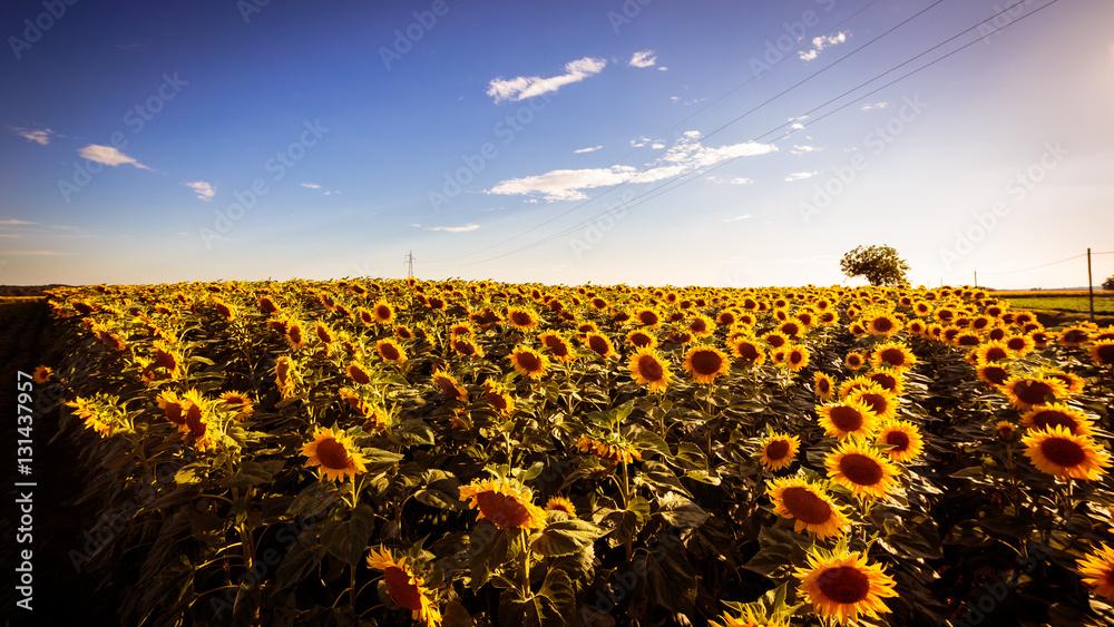 Fototapeta premium sunflowers field in a summer day