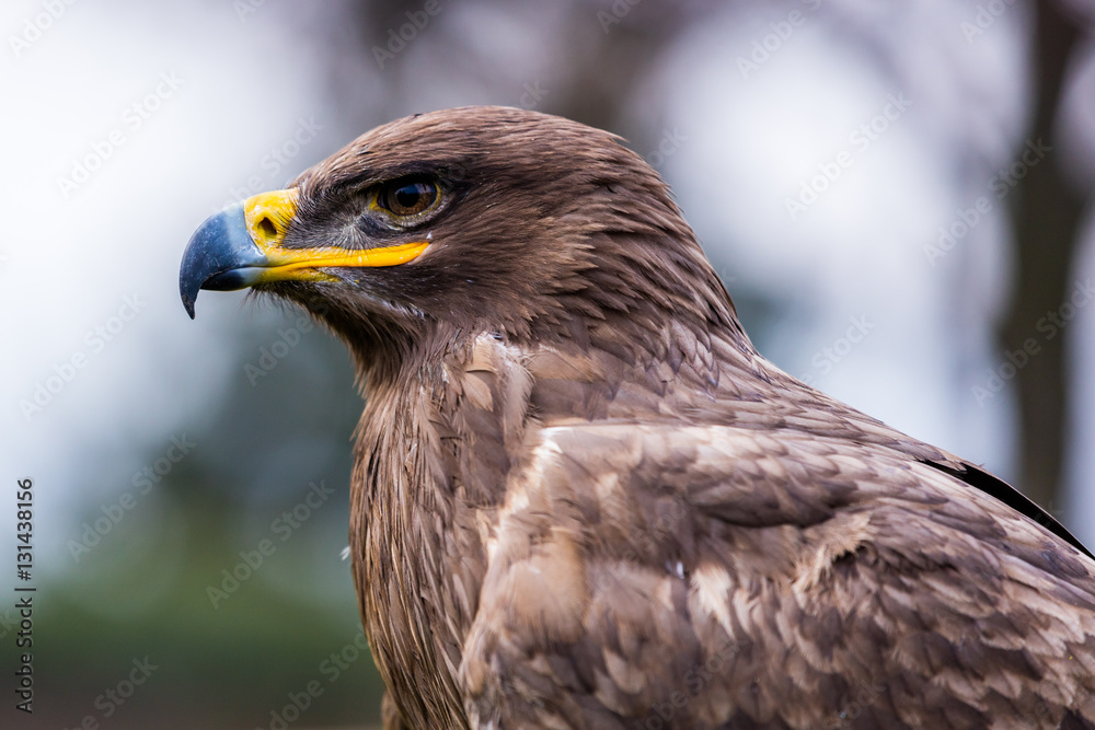 Steppenadler