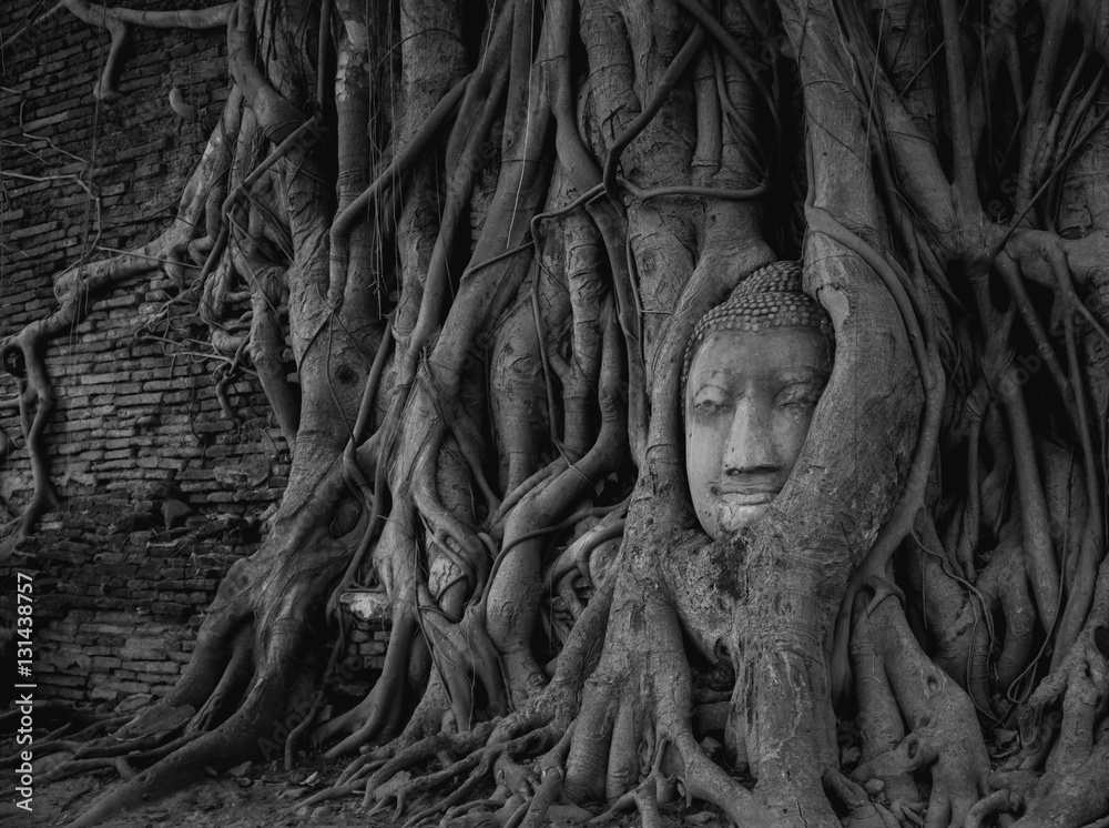 Head of Buddha statue in the tree roots , Wat Mahathat, Ayutthaya, Thailand.