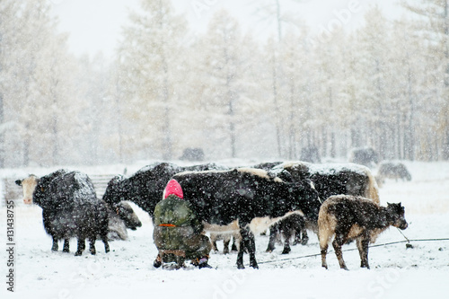 Milking in the Mongolian winter photo