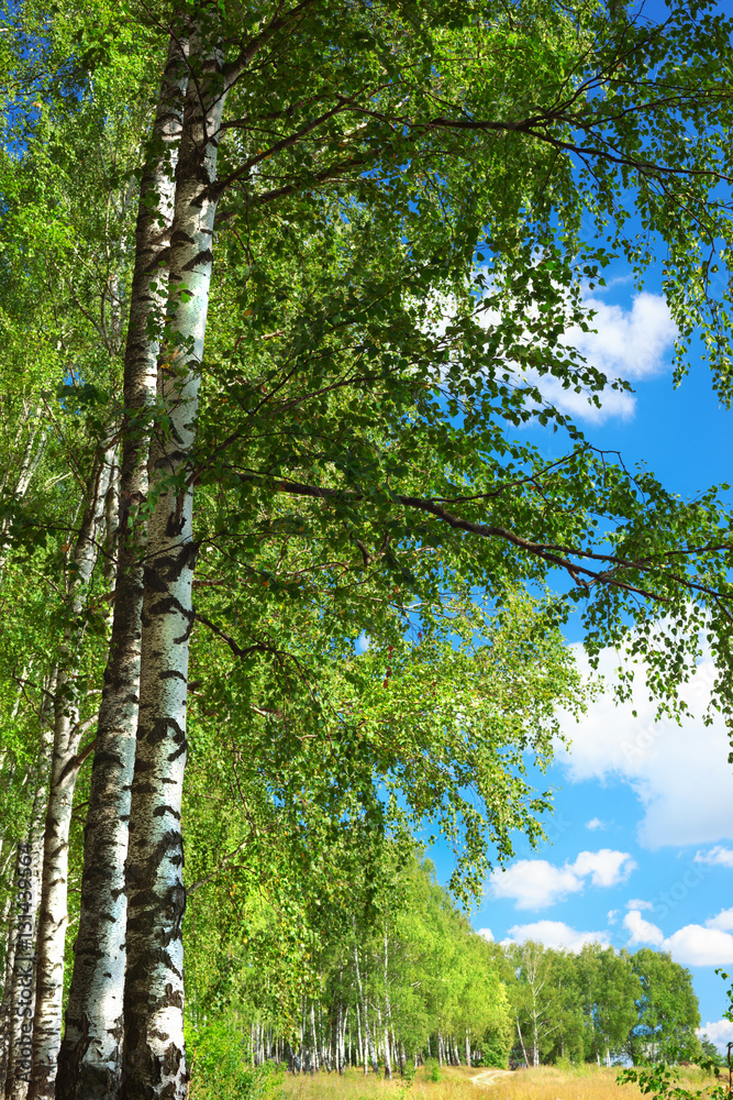 Obraz premium summer in sunny birch forest