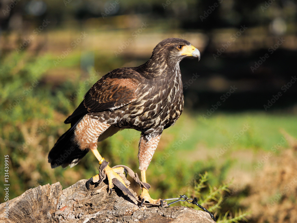 Fototapeta premium Bird of prey adult Red Kite watching
