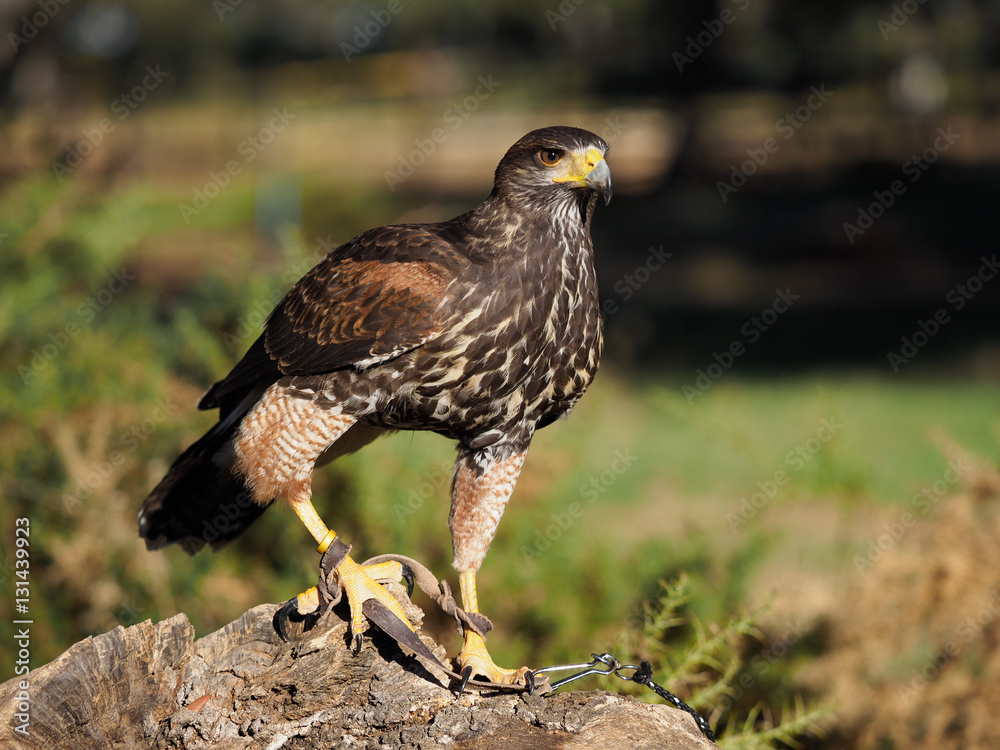 Fototapeta premium Bird of prey adult Red Kite watching (Milvus Milvus)