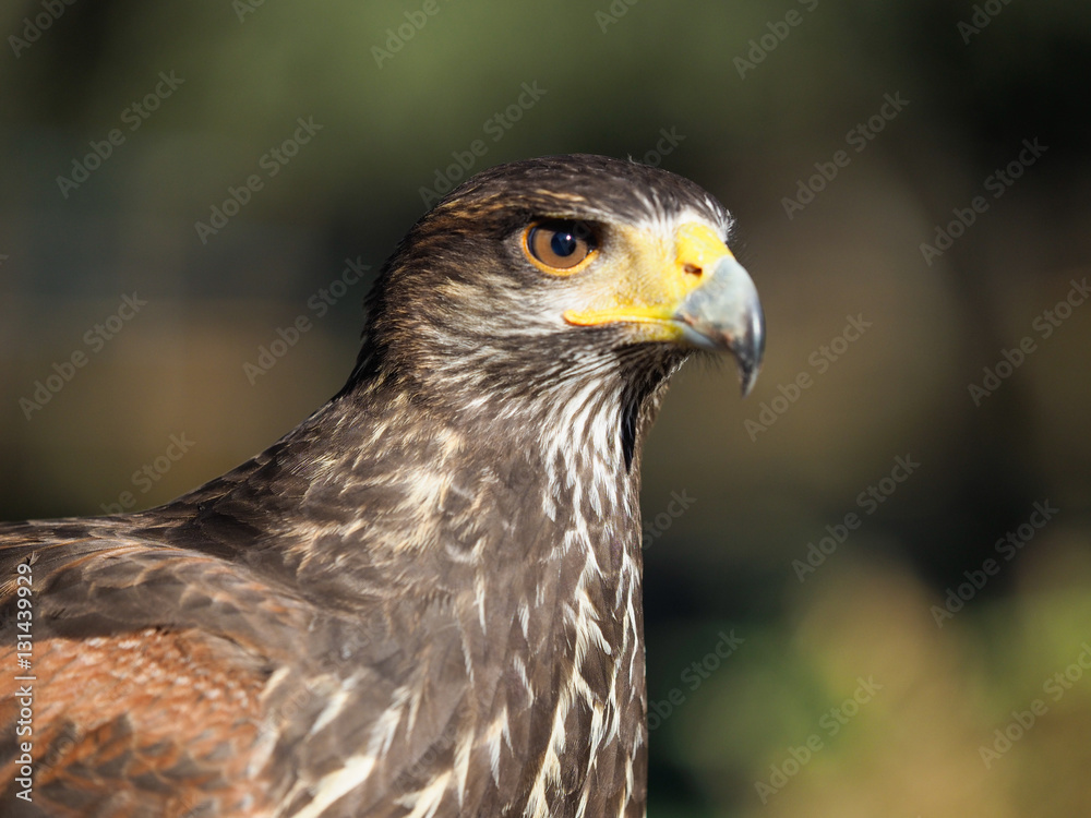 Bird of prey adult Red Kite watching (Milvus Milvus) Bird of prey adult Red Kite watching (Milvus Milvus)