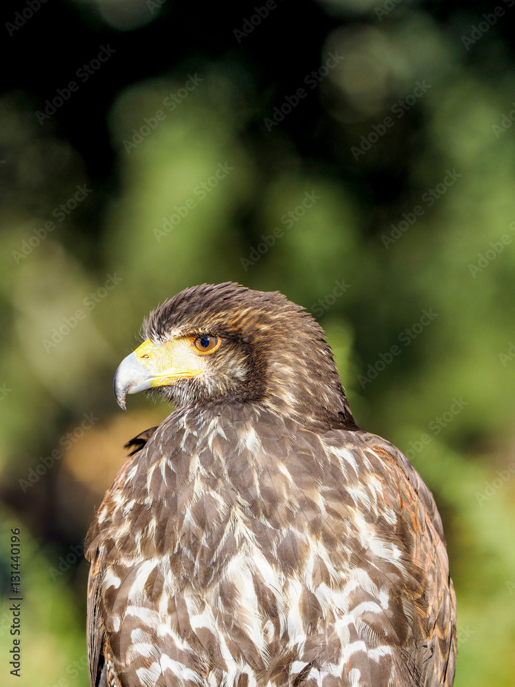 Bird of prey closeup hunting and looking for food in the forest Bird of prey closeup hunting and looking for food in the forest
