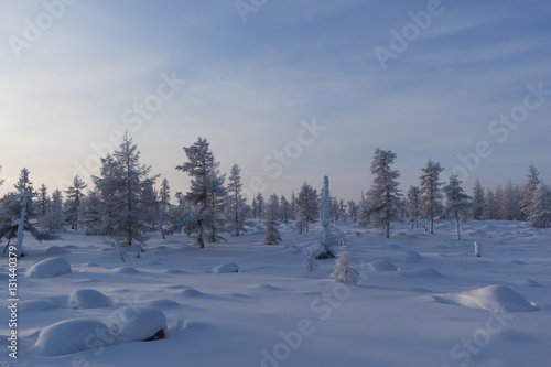 Winter landscape with forest, trees and sunset. 
