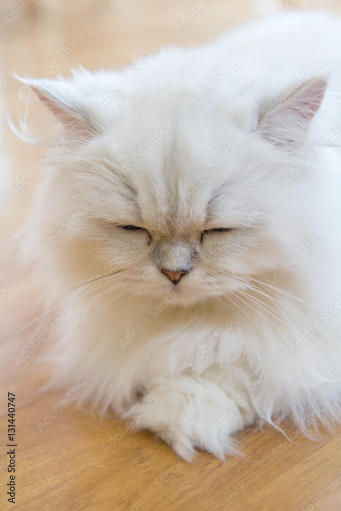 White Persian cats sleeping on the floor