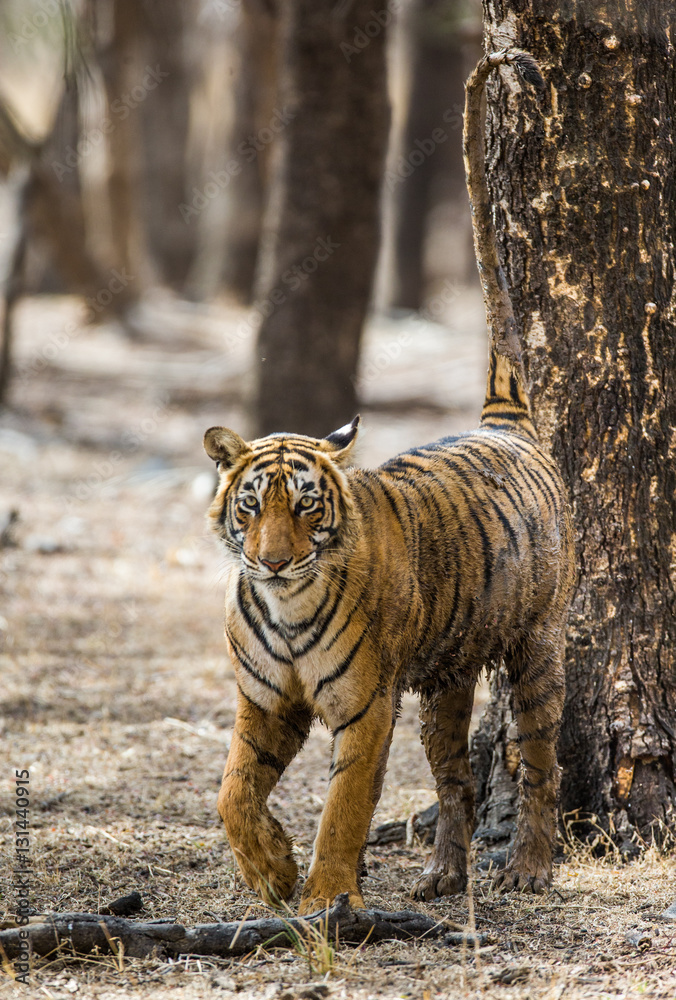 Fototapeta premium Bengal tiger goes among the trees in the Ranthambore National Park. India. An excellent illustration.