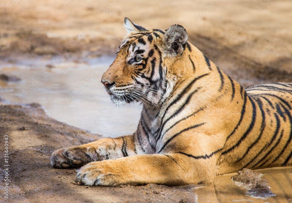 Bengal tiger lying on the road. Ranthambore National Park. India. An excellent illustration. Bengal tiger lying on the road. Ranthambore National Park. India. An excellent illustration.