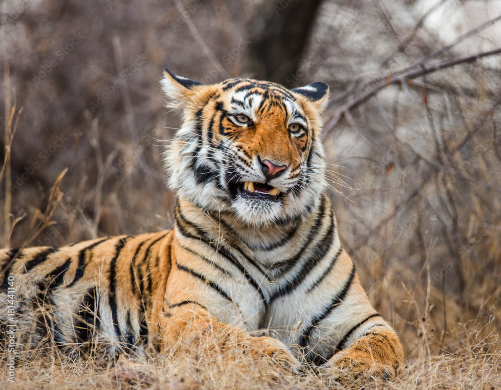 Obraz premium Portrait of a Bengal tiger. India