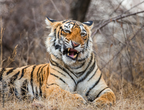 Portrait of a Bengal tiger. Ranthambore National Park. India. An excellent illustration. © gudkovandrey