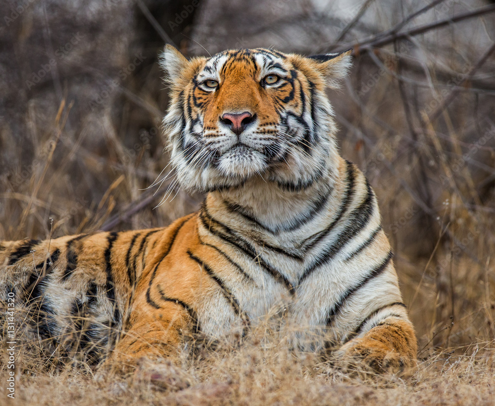 Obraz premium Portrait of a Bengal tiger. Ranthambore National Park. India. An excellent illustration.