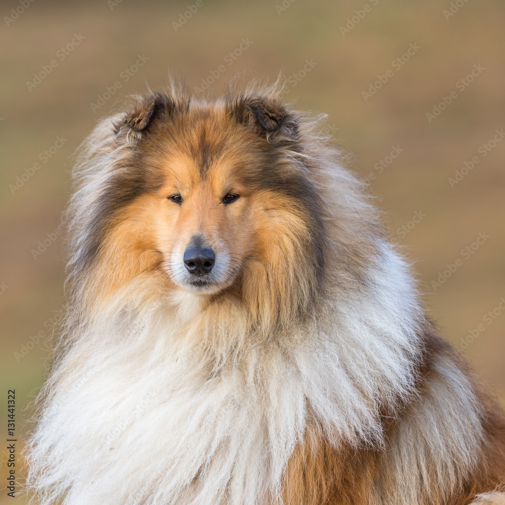 Chien colley Chien colley