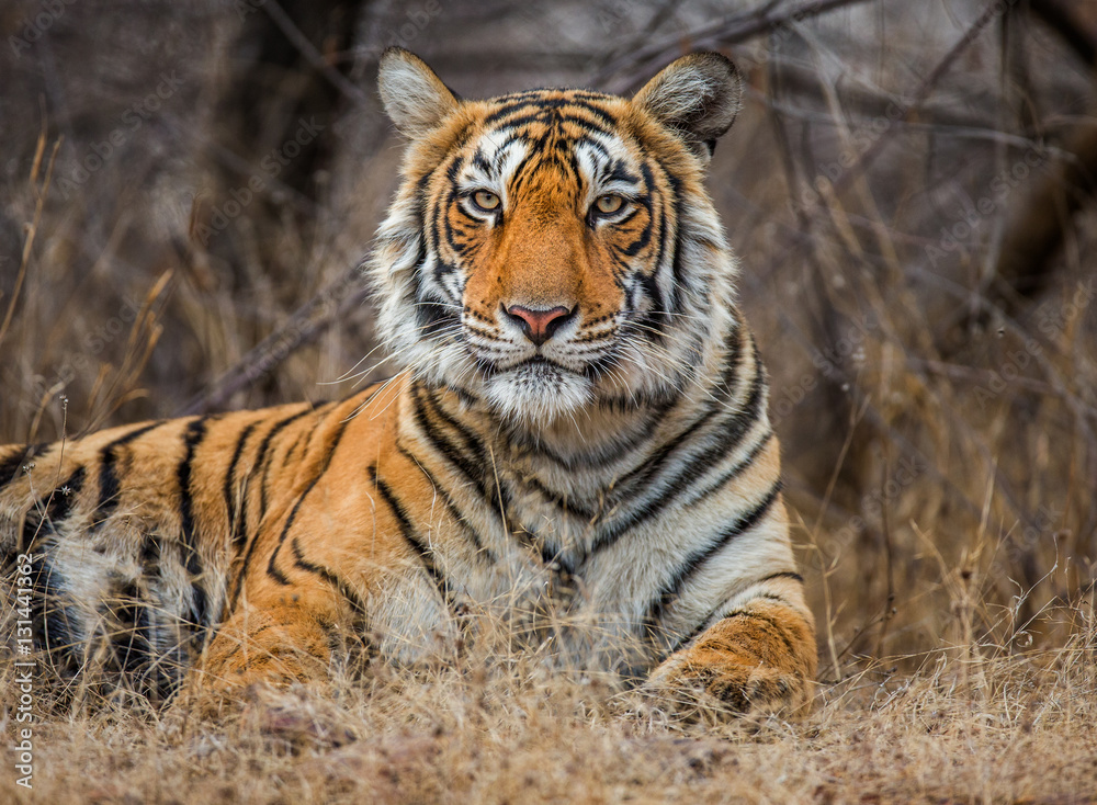 Fototapeta premium Portrait of a Bengal tiger. Ranthambore National Park. India. An excellent illustration.