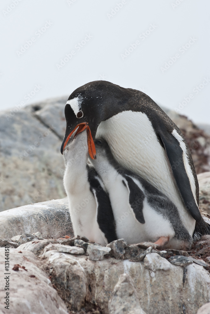 Fototapeta premium female Gentoo penguin chicks during feeding