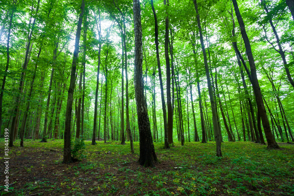 Fototapeta premium spring green forest