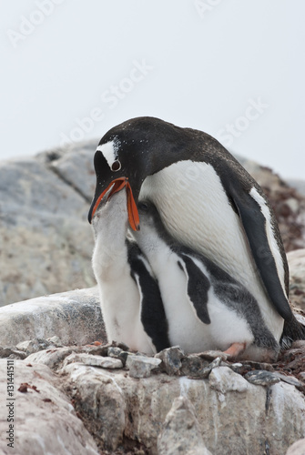 female Gentoo penguin chicks during feeding