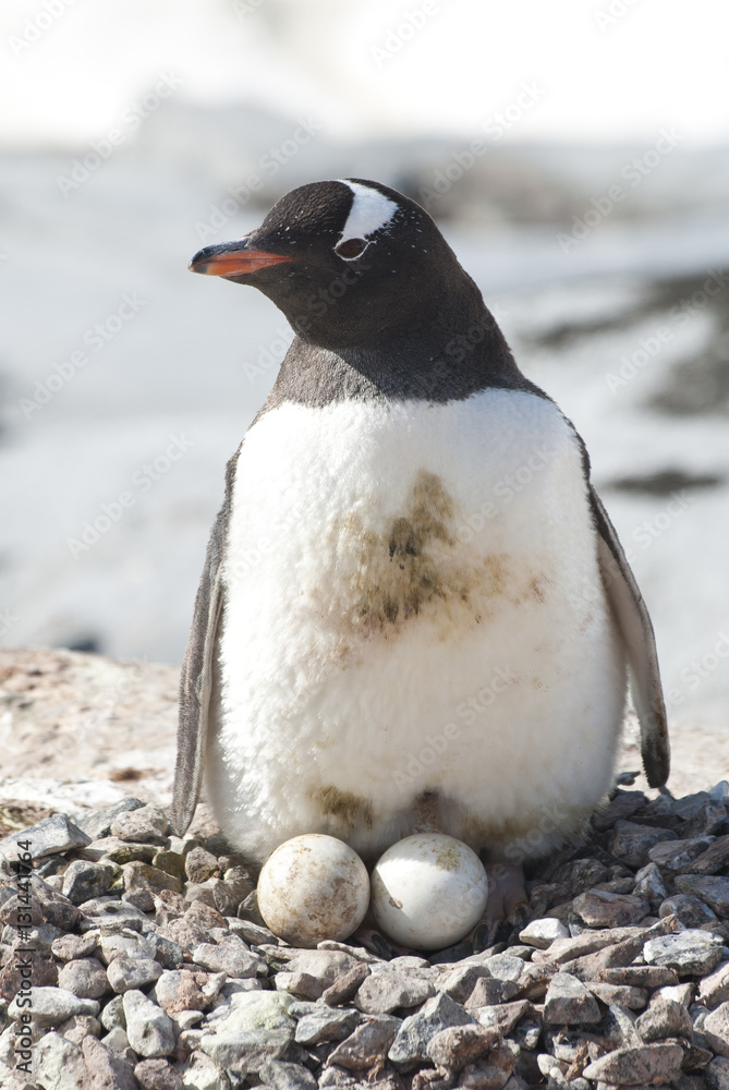 Fototapeta premium female Gentoo penguins on the nest with two eggs
