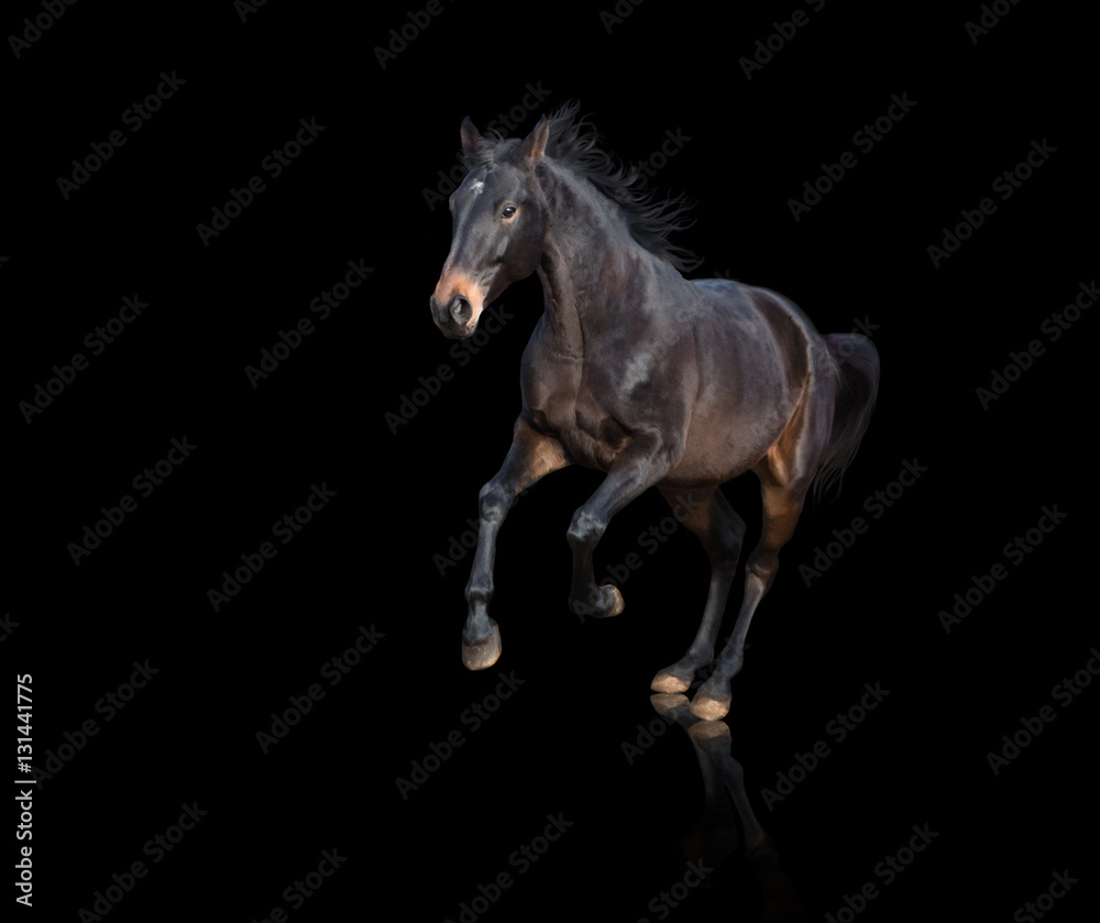 Isolate of brown horse running on black background