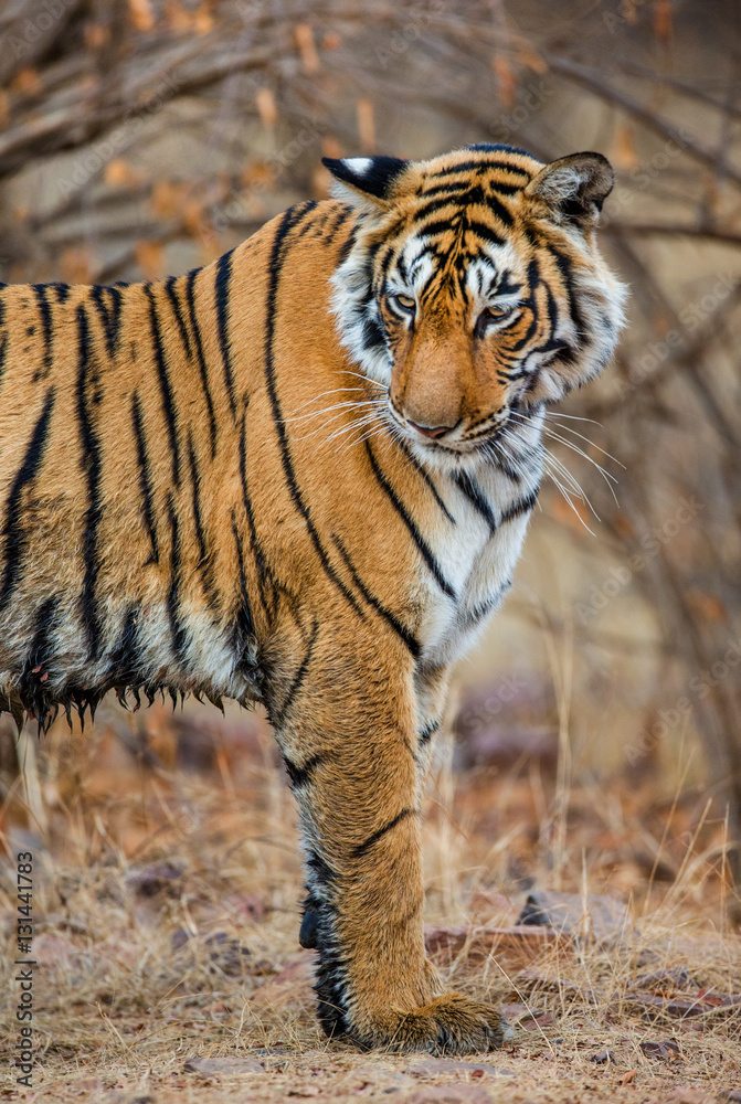Bengal tiger in Ranthambore National Park. India. An excellent illustration. Bengal tiger in Ranthambore National Park. India. An excellent illustration.