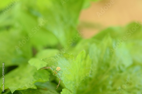 Herb leaves and Thomisidae　ハナグモ