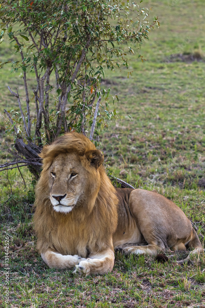 Naklejka premium Lion. Huge king of beasts. Masai Mara, Kenya 