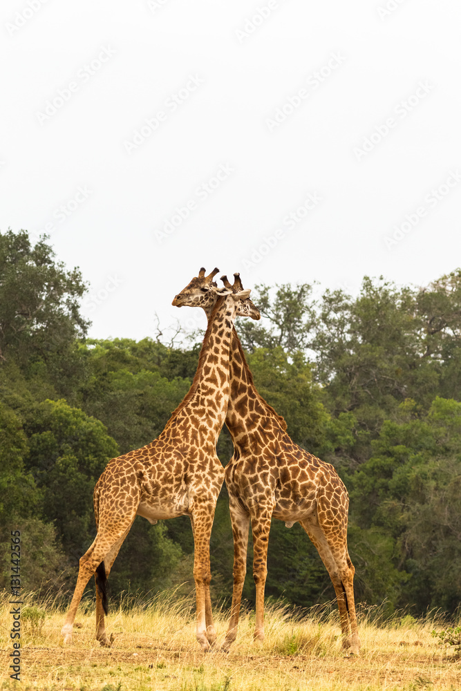 Obraz premium Two giraffes. War in the Savanna. Masai Mara, Kenya 