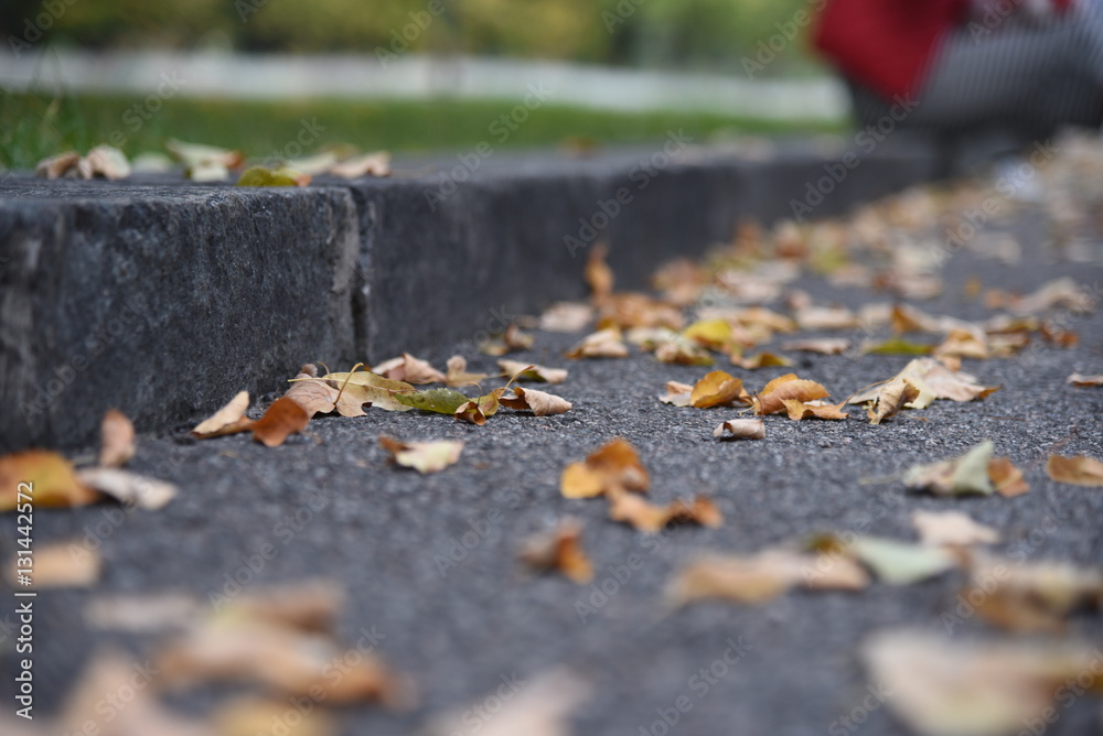 Autumn yellow leaves on asphalt ground Autumn yellow leaves on asphalt ground