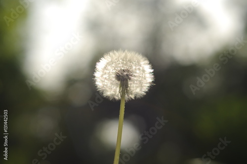 White dandelion flower