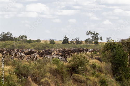 Accumulation of ungulates on the shore. Mara river. Kenya  Africa 