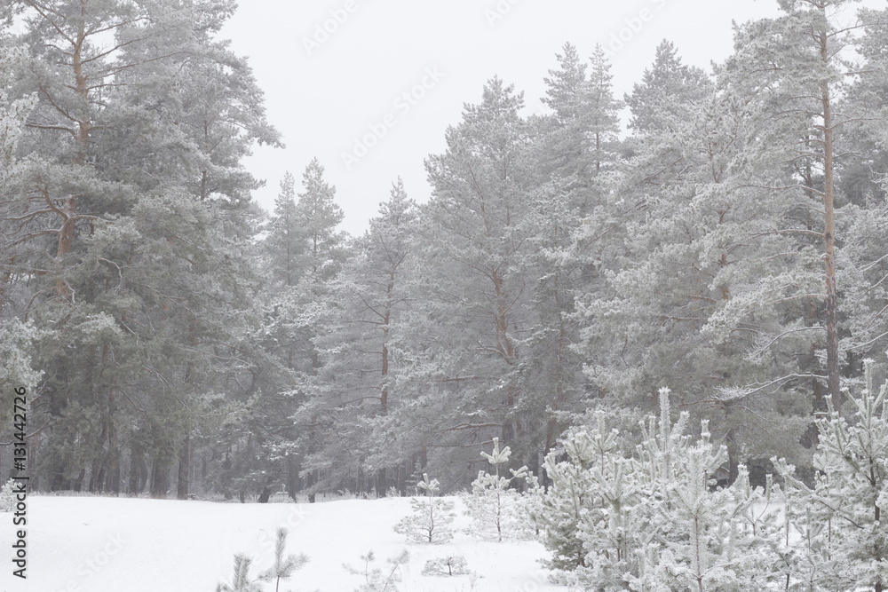 Naklejka premium cold day in the snowy winter forest