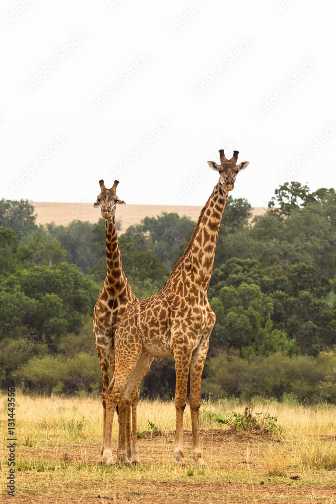 Fototapeta premium Two giraffes. Savanna of Masai Mara, Kenya
