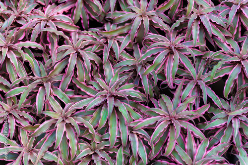 bromeliad or vriesea splendens flower