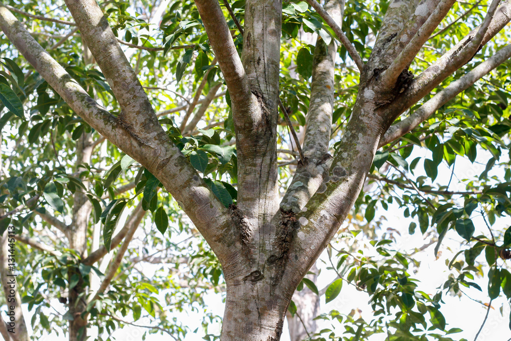 rubber trees