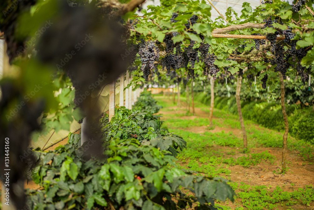 ranch of blue grapes on vine in vineyard