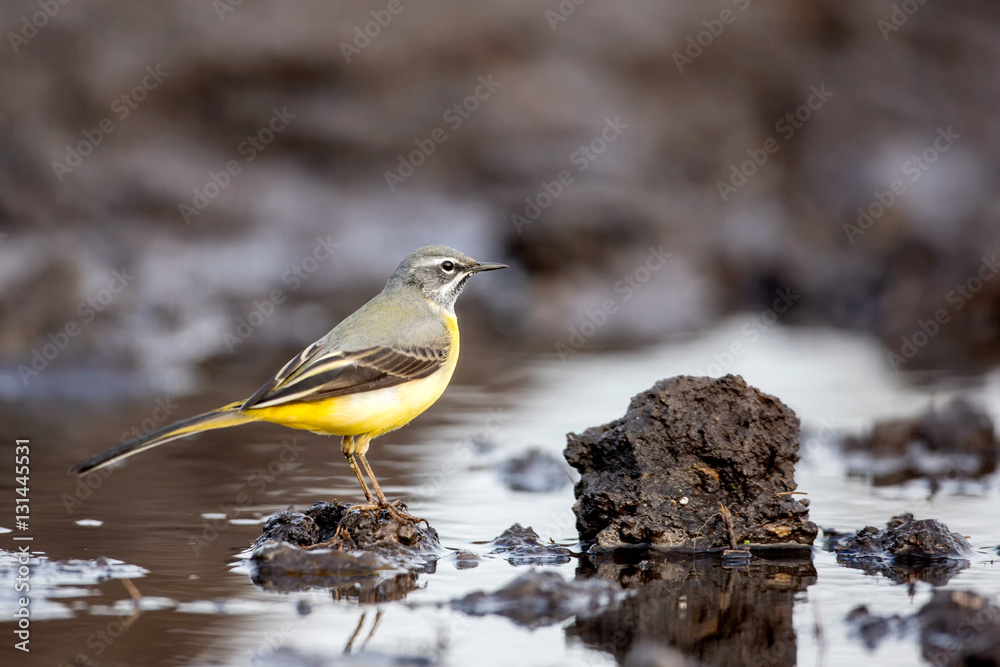 Obraz premium Eastern yellow wagtail