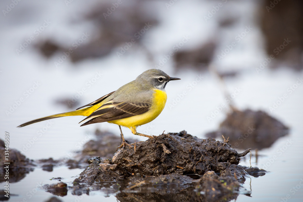Fototapeta premium Eastern yellow wagtail