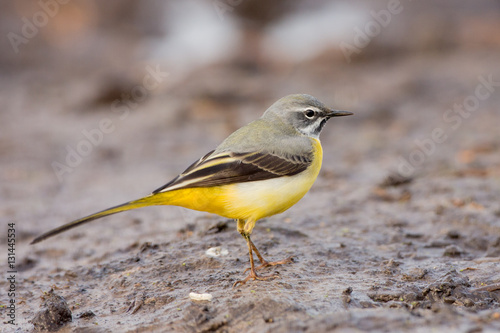 Eastern yellow wagtail