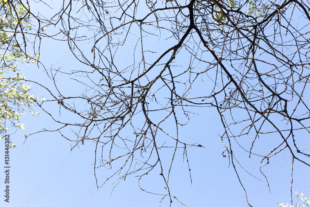 dry tree branches against the blue sky dry tree branches against the blue sky