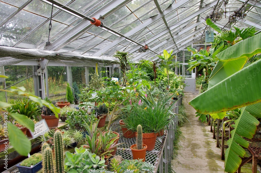 温室で栽培中の植物