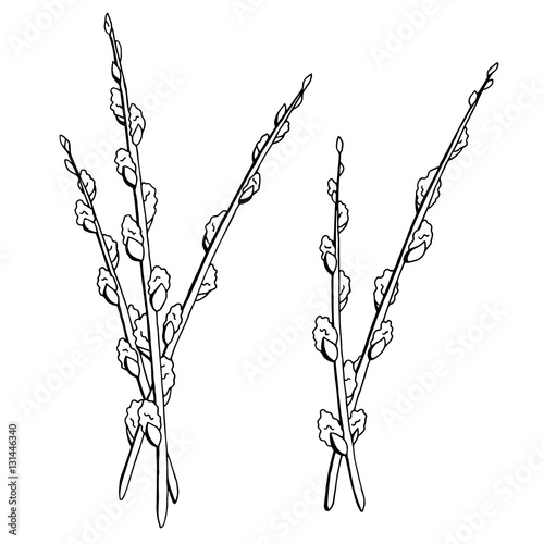 Pussy willow graphic black white isolated sketch illustration vector