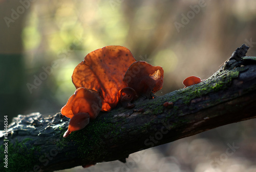 Uszak bzowy--Auricularia auricula- judae