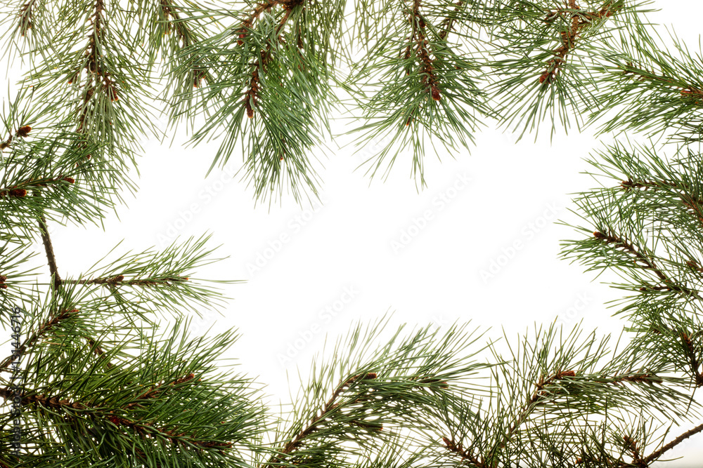 Obraz premium Background with pine branches