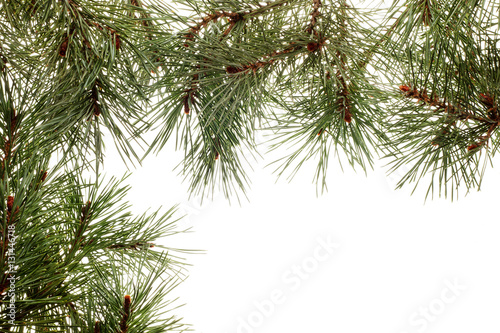 Background with pine branches