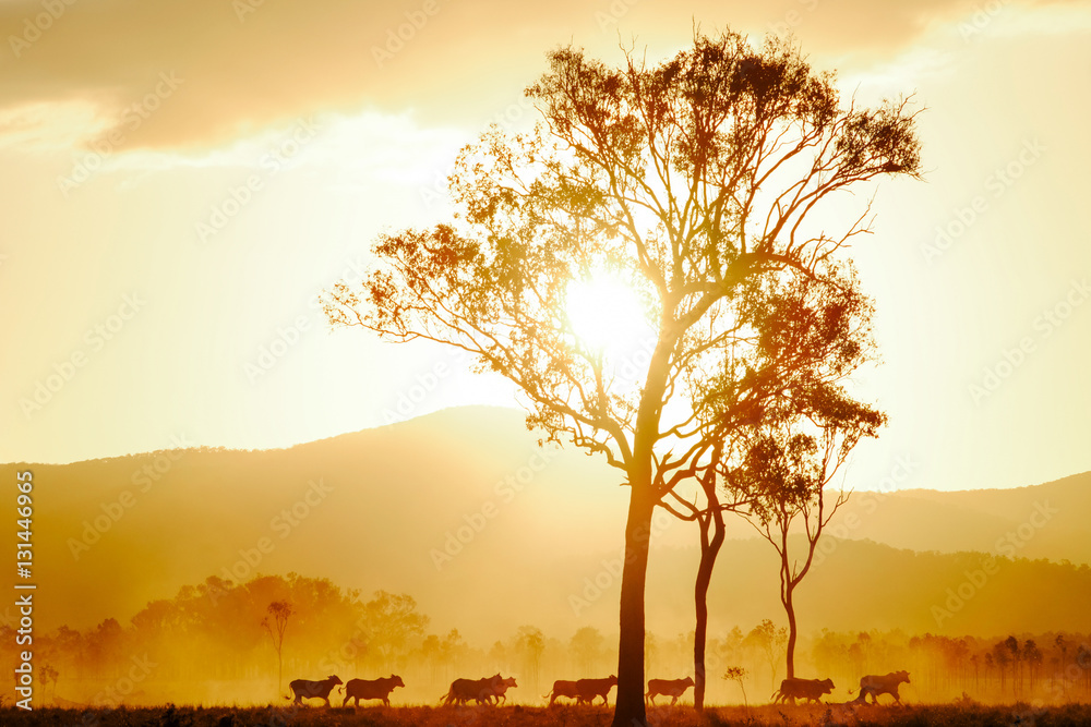 Cows running into the sundown in Queensland